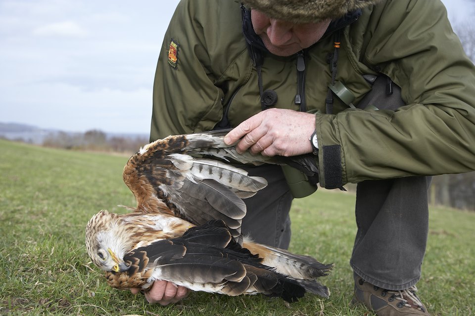 Dead red kite - Milvus milvus - poisoned by illegal bait. Highlands, Scotland. 2007.